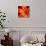 Orange Flower on Black 02-Tom Quartermaine-Premium Giclee Print displayed on a wall