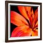 Orange Flower on Black 02-Tom Quartermaine-Framed Premium Giclee Print