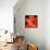 Orange Flower on Black 02-Tom Quartermaine-Framed Stretched Canvas displayed on a wall