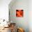 Orange Flower on Black 02-Tom Quartermaine-Stretched Canvas displayed on a wall