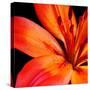 Orange Flower on Black 02-Tom Quartermaine-Stretched Canvas