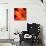 Orange Flower on Black 02-Tom Quartermaine-Giclee Print displayed on a wall