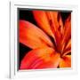 Orange Flower on Black 02-Tom Quartermaine-Framed Giclee Print