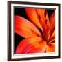 Orange Flower on Black 02-Tom Quartermaine-Framed Giclee Print