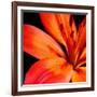 Orange Flower on Black 02-Tom Quartermaine-Framed Giclee Print