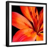 Orange Flower on Black 02-Tom Quartermaine-Framed Giclee Print