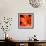 Orange Flower on Black 02-Tom Quartermaine-Framed Giclee Print displayed on a wall