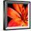 Orange Flower on Black 02-Tom Quartermaine-Framed Giclee Print