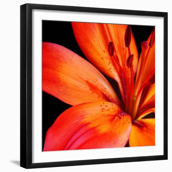 Orange Flower on Black 02-Tom Quartermaine-Framed Giclee Print