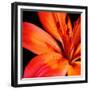 Orange Flower on Black 02-Tom Quartermaine-Framed Giclee Print