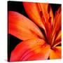 Orange Flower on Black 02-Tom Quartermaine-Stretched Canvas