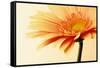 Orange Flower on Orange-Tom Quartermaine-Framed Stretched Canvas