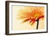 Orange Flower on Orange-Tom Quartermaine-Framed Giclee Print
