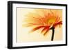 Orange Flower on Orange-Tom Quartermaine-Framed Giclee Print