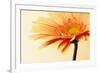 Orange Flower on Orange-Tom Quartermaine-Framed Giclee Print