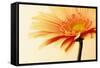 Orange Flower on Orange-Tom Quartermaine-Framed Stretched Canvas