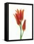 Orange Flowers Against White Background-null-Framed Stretched Canvas