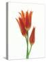 Orange Flowers Against White Background-null-Stretched Canvas
