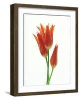Orange Flowers Against White Background-null-Framed Photographic Print