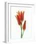 Orange Flowers Against White Background-null-Framed Photographic Print