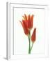 Orange Flowers Against White Background-null-Framed Photographic Print