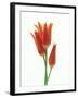 Orange Flowers Against White Background-null-Framed Photographic Print