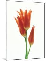 Orange Flowers Against White Background-null-Mounted Photographic Print