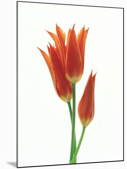 Orange Flowers Against White Background-null-Mounted Photographic Print