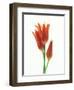 Orange Flowers Against White Background-null-Framed Premium Photographic Print