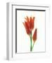 Orange Flowers Against White Background-null-Framed Premium Photographic Print