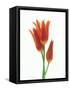 Orange Flowers Against White Background-null-Framed Stretched Canvas