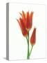 Orange Flowers Against White Background-null-Stretched Canvas