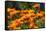 Orange Flowers in Breda-Natasja-Framed Stretched Canvas