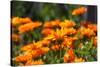 Orange Flowers in Breda-Natasja-Stretched Canvas