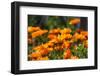 Orange Flowers in Breda-Natasja-Framed Premium Photographic Print