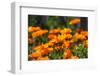 Orange Flowers in Breda-Natasja-Framed Premium Photographic Print