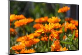 Orange Flowers in Breda-Natasja-Mounted Premium Photographic Print