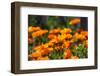 Orange Flowers in Breda-Natasja-Framed Photographic Print