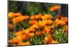 Orange Flowers in Breda-Natasja-Mounted Photographic Print