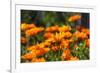 Orange Flowers in Breda-Natasja-Framed Photographic Print