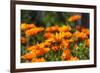 Orange Flowers in Breda-Natasja-Framed Photographic Print