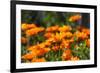Orange Flowers in Breda-Natasja-Framed Photographic Print