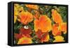 Orange Flowers-Brian Moore-Framed Stretched Canvas