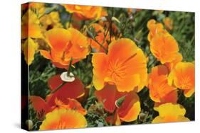 Orange Flowers-Brian Moore-Stretched Canvas