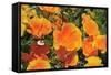 Orange Flowers-Brian Moore-Framed Stretched Canvas