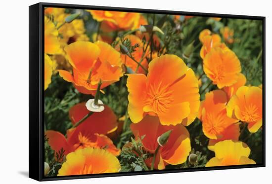 Orange Flowers-Brian Moore-Framed Stretched Canvas