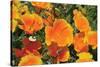 Orange Flowers-Brian Moore-Stretched Canvas