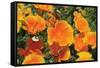 Orange Flowers-Brian Moore-Framed Stretched Canvas