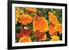 Orange Flowers-Brian Moore-Framed Photographic Print