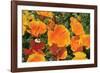 Orange Flowers-Brian Moore-Framed Photographic Print